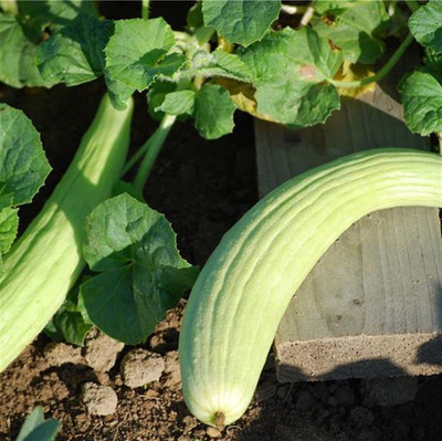 VibeX PAU-62 - Hybrid Long melon kakdi kakri - (450 Seeds) Seed(450 per packet)