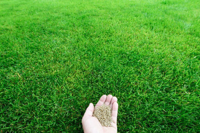 the green dotcom Bermuda Grass Seed(15000 per packet)