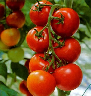 CYBEXIS Arka Alok Tomato Variety2000 Seeds Seed(2000 per packet)