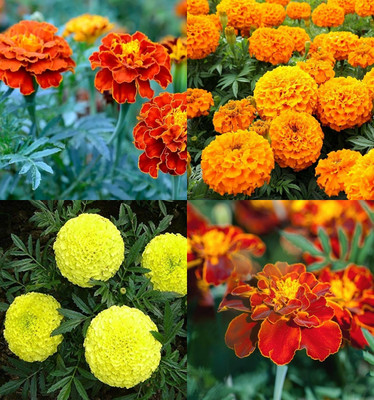 ibains Marigold seeds mix pack of 51 Seed(11 per packet)