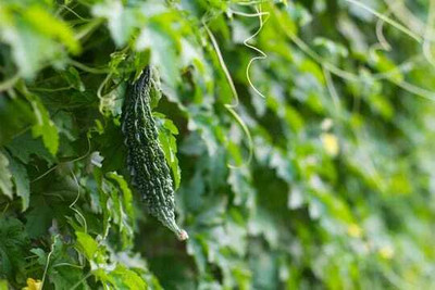 Paudhaa F1 BEST QUALITY BITTER GOURD SEEDS Seed(30 per packet)