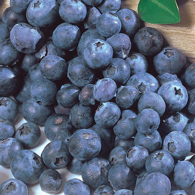 Khushi Prova BlueBerry Seed(105 per packet)