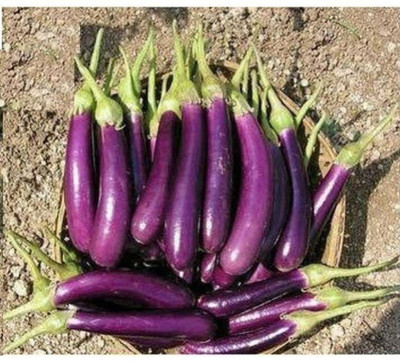 Aywal Brinjal Seed(2000 per packet)