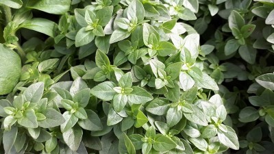 VibeX ® XXL-36 Greek Dwarf Basil (Ocimum basilicum) Seed(1000 per packet)