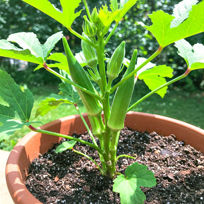 Greenfall Okra (Bhindi) Seeds Seed(28 per packet)