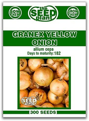 CYBEXIS GUA-15 - Granex Yellow Onion - (4500 Seeds) Seed(4500 per packet)