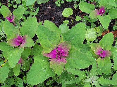 Farmonix Bathua (Chenopodium) Seed(500 per packet)