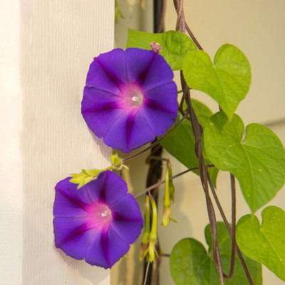 CYBEXIS NDIR-34 - Morning Glory Grandpa OTT - (100 Seeds) Seed(100 per packet)