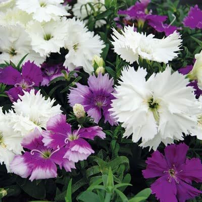 Lorvox Chocolate Cosmos Flower Seed(110 per packet)