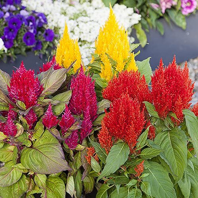 Lorvox COLORFUL Mixed CELOSIA Flower Seed(20 per packet)