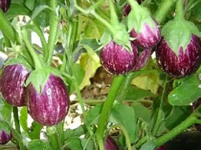 MAA Brinjal CVK, Brinjal Purple round, Eggplant Seed(190 per packet)