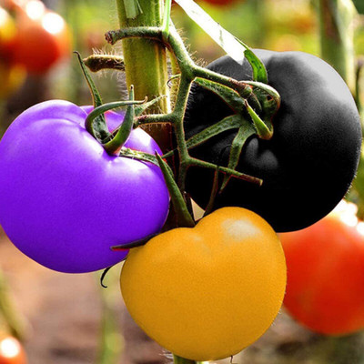 CYBEXIS F1 Heirloom Multi-Color Tomato Seeds500 Seeds Seed(500 per packet)