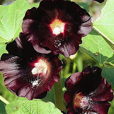 Lorvox Hollyhock Mixed Color Seed(30 per packet)