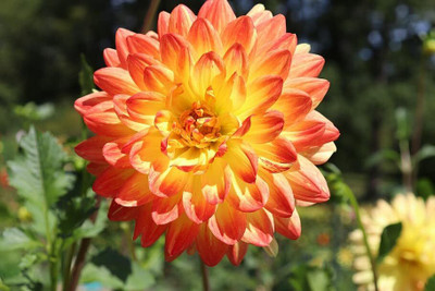 Lorvox Dahlia hybrid flower Seed(95 per packet)