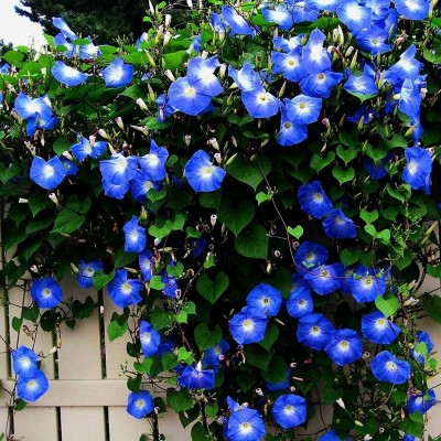 VibeX TLX-24 - Morning glory Flower F1 Hybrid - (100 Seeds) Seed(100 per packet)