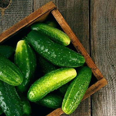 Qualtivate GBPT-5A Ashley Slicing Cucumber Seeds Seed(300 per packet)