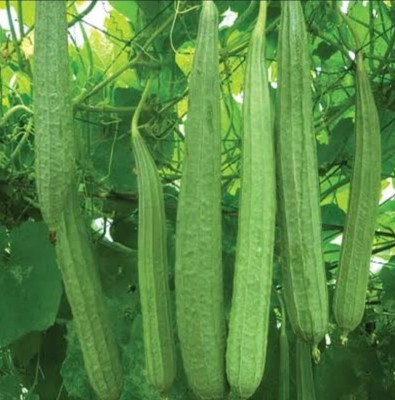 Lorvox Dhari Tori - Ridge Gourd Climbing Vegetable Seed(450 per packet)