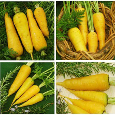 CYBEXIS Good Germination Yellow Carrot Seeds1000 Seeds Seed(1000 per packet)