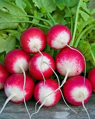 Qualtivate HYB-9A Sparkler White Tip Radish Red 25 Days Seed(300 per packet)