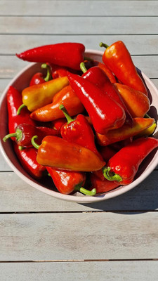 Biosnyg Fast Growing Sakura Sweet Chilli Vegetable Seeds for Garden-(2000 Seeds) Seed(2000 per packet)