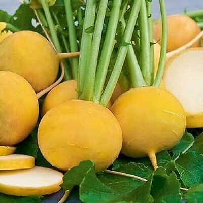 U-GROW INDIA F1 hybrid Yellow Turnip seeds vegetable seeds Seed(50 per packet)