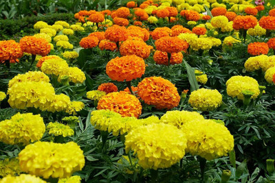 JAYANTAHALDER Gandha phool/Marigold Seed(75 per packet)