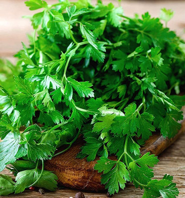 Qualtivate LX-66 Dark Green Italian Flat Leaf Parsley Seed(500 per packet)