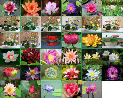 AloGardening Mixed Colour lotus Seed Per Packet- 26 Pc Seed(26 per packet)
