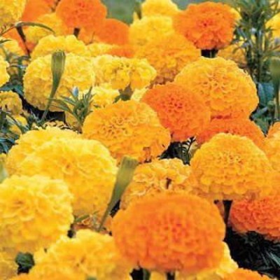 CYBEXIS TLX-24 - Whopper Mix Marigold - (250 Seeds) Seed(250 per packet)