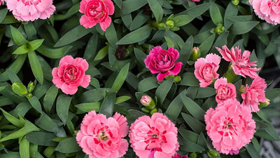 Aywal Carnation Mix Seed(60 per packet)