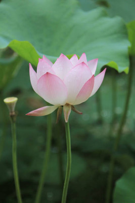 Petzlifeworld lotus,kamal seeds Seed(12 per packet)