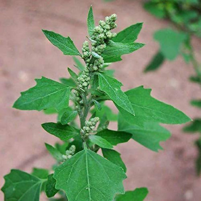 Aywal Bathua Saag Organic F1 Hybrid Seed(500 per packet)