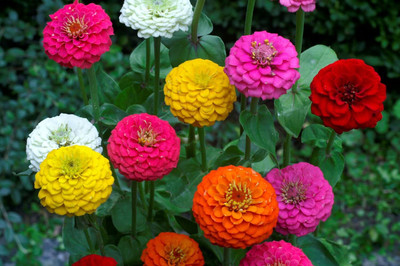 Qualtivate KGF -260 Zinnia liliput Mix Seeds Seed(25 per packet)