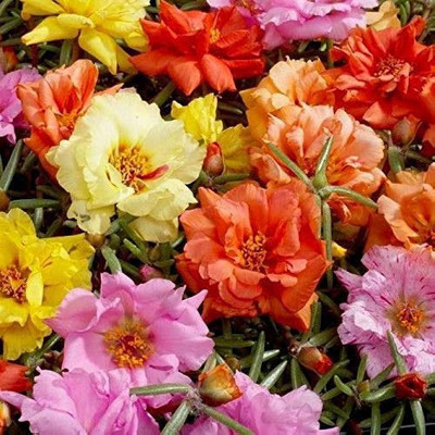 BDSresolve Portulaca mixed flower seeds garden pack/Portulaca seeds 154 Seed(154 per packet)