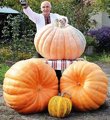 WILLVINE LXI-403 Giant Pumpkin Titan Heirloom Seeds Seed(50 per packet)