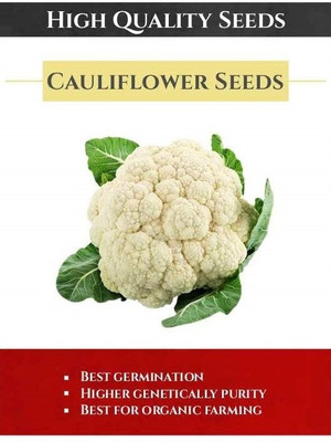WILLVINE NKR -I Imported Cauliflower F1 Hybrid Vegetable [1g, 300 Seeds] Seed(300 per packet)