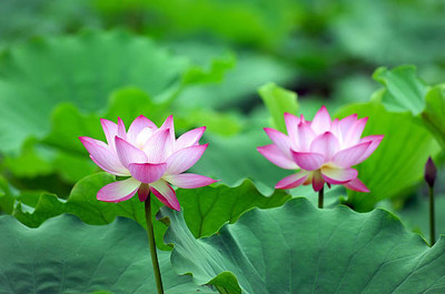 MG ALL IN ONE lotus,kamal gatta Seed(10 per packet)