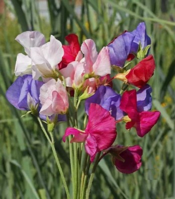 Quentova Organic Sweet Pea Flower Plant-US-9C Seed(15 per packet)