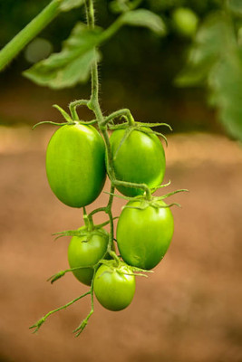 mixera tomato Seed(55 per packet)