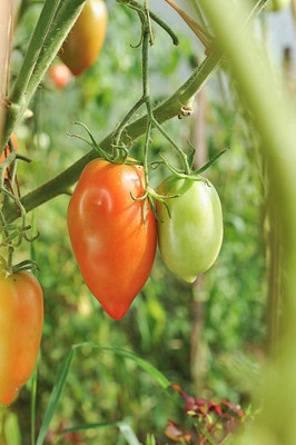 seedex tomato Seed(85 per packet)