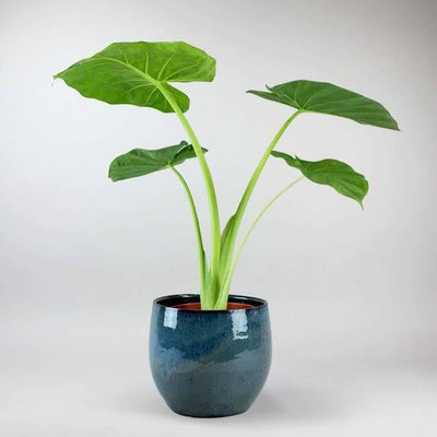 LIFELEX Taro Root Plant Seeds, Arbi Seeds, Kachalu Seed(3 per packet)