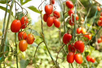 NaturePlanet tomato Seed(125 per packet)