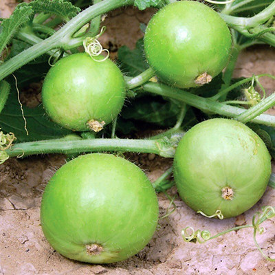 Farmonix Org_150_Apple Gourd Seeds Seed(100 per packet)