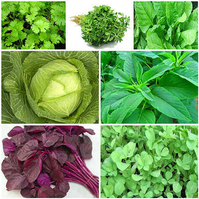 Seedsqlty Green leaf vegetable seeds, high germination (6 type,60 seeds) Seed(60 per packet)