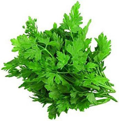 VibeX HUA-99 - Oregano for Planting - (1350 Seeds) Seed(1350 per packet)