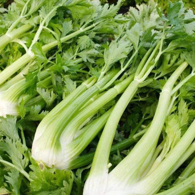 CYBEXIS F1 Celery Seeds Garden Courtyard Gardening2800 Seeds Seed(2800 per packet)