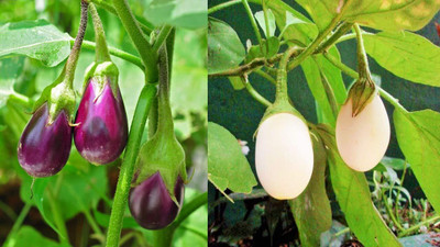LPR BRINJAL SEEDS Seed(30 per packet)
