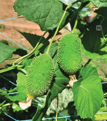 BDSresolve momordica dioica seeds, spiny gourd seeds, kakrol seeds, kantola seeds, kakoda seeds Seed(22 per packet)