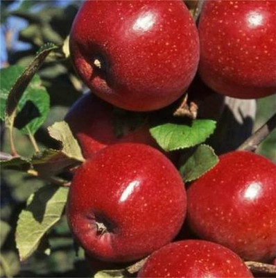 ACMS MAXICAN RED APPLE AF-454 SEEDS FOR HOME GARDEN Seed(20 per packet)