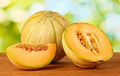 CYBEXIS NDIR-68 - Musk Melon Golden (Orange Flesh) - (1350 Seeds) Seed(1350 per packet)